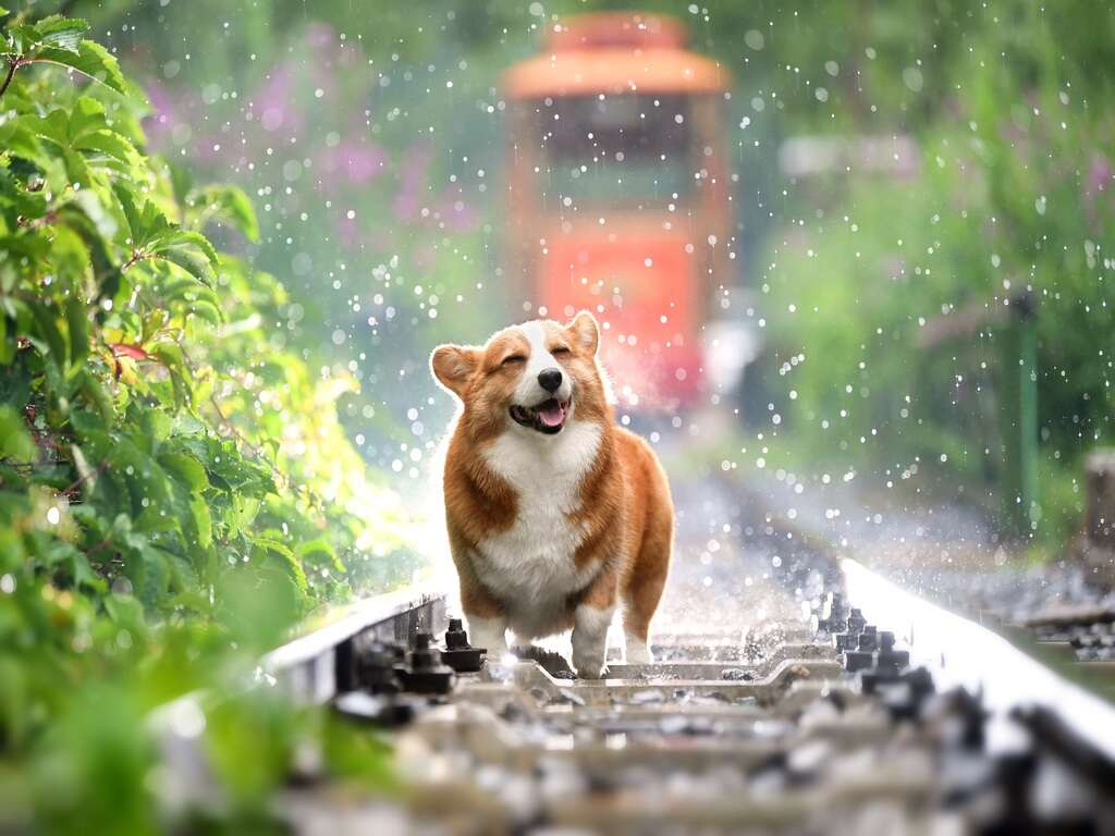 A Corgi dog standing in the middle of a railway track.