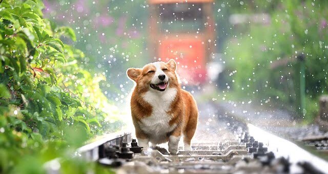 A Corgi standing in the middle of the railway track.