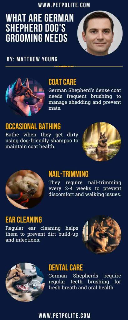 An infographic explaining the German Shepherds' grooming needs.