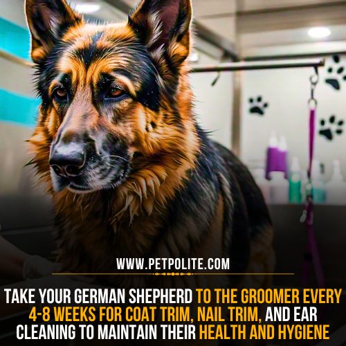 German Shepherds grooming frequency