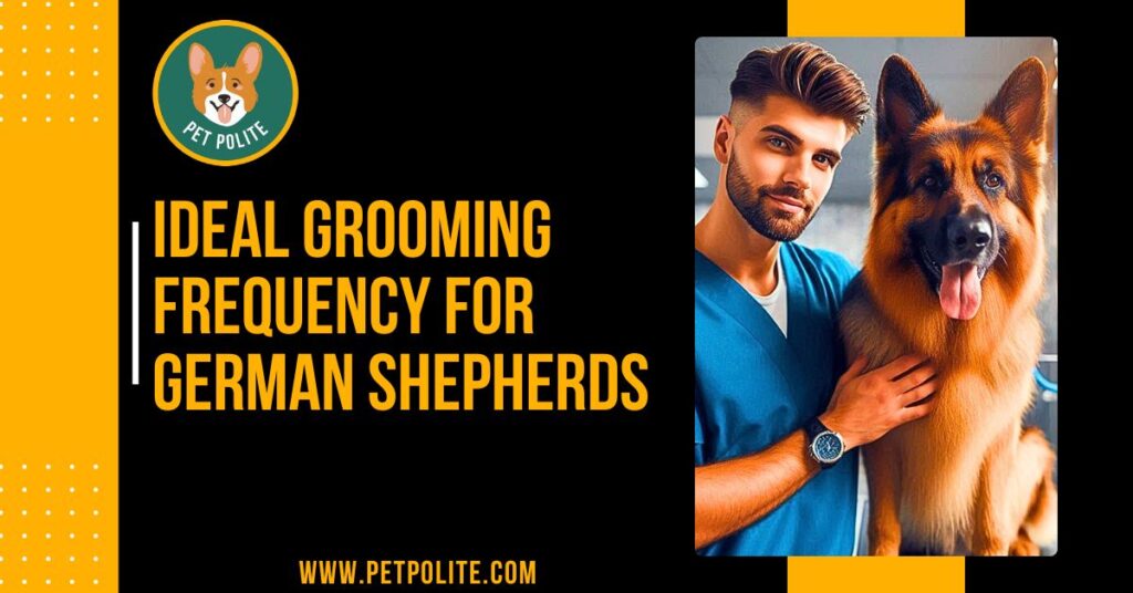 How often should a German Shepherd be groomed?