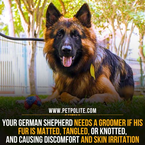 How often should I take my German Shepherd to the groomer?