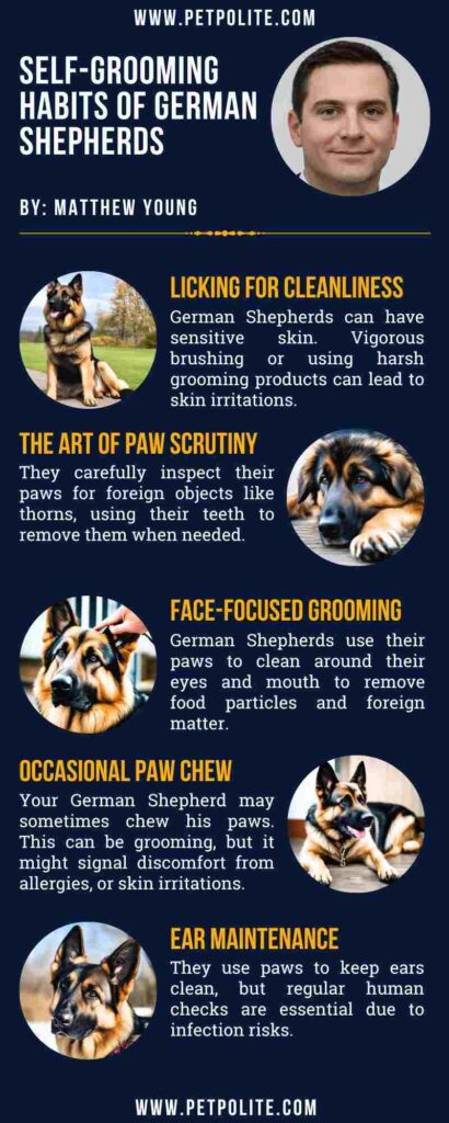An infographic showing do German Shepherds groom themselves.