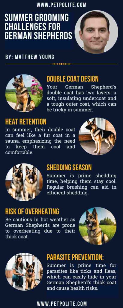 An infographic showing summer grooming challenges for German Shepherds.