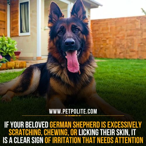 Can grooming cause itchy skin in your German Shepherd?