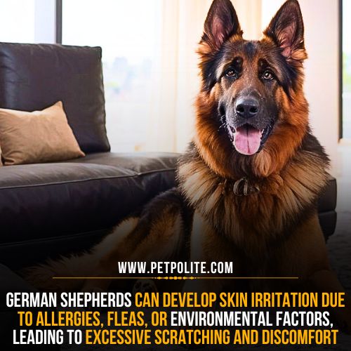 Can grooming reduce irritation in German Shepherd dogs?