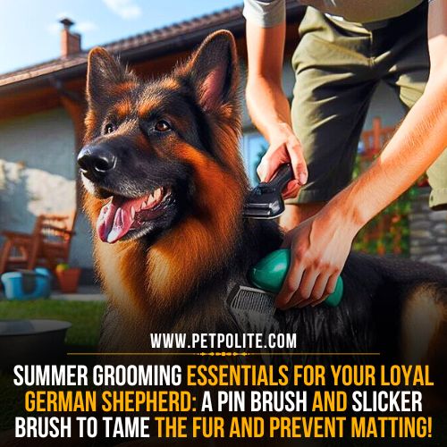 can i groom my German Shepherd in the summer?