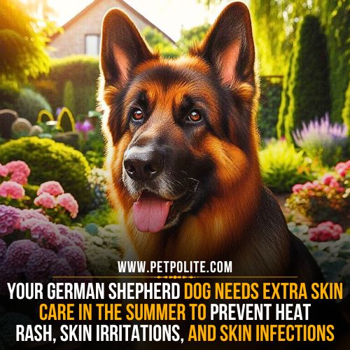 Can I groom my German Shepherd in the summer?
