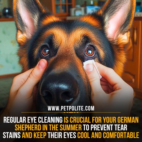 A person cleaning his German Shepherd dog's eyes.
