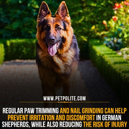 How to take care of your German Shepherd dog paws?