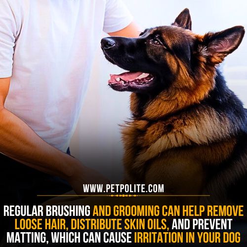 How to prevent irritation in your German Shepherd dog?