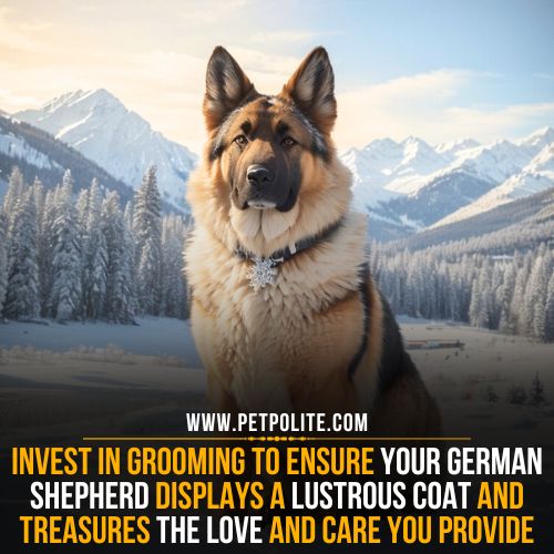 A double coat German Shepherd standing near a mountain.