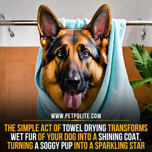 A German Shepherd dog wrapped in a towel.