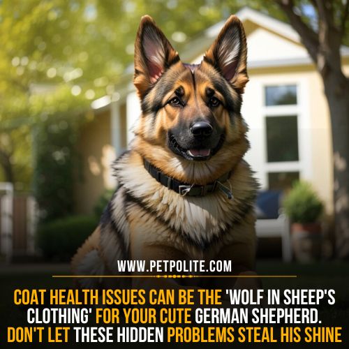 A healthy German Shepherd dog sitting in a house lawn.