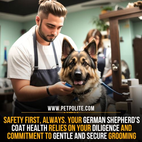 A pet groomer gently brushing the German Shepherd dog in his pet salon.