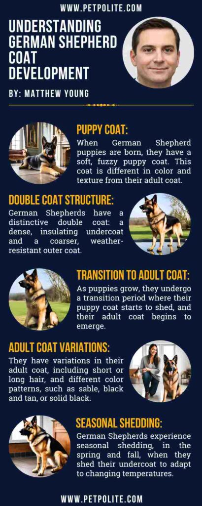 An infographic explaining German Shepherd's coat development.