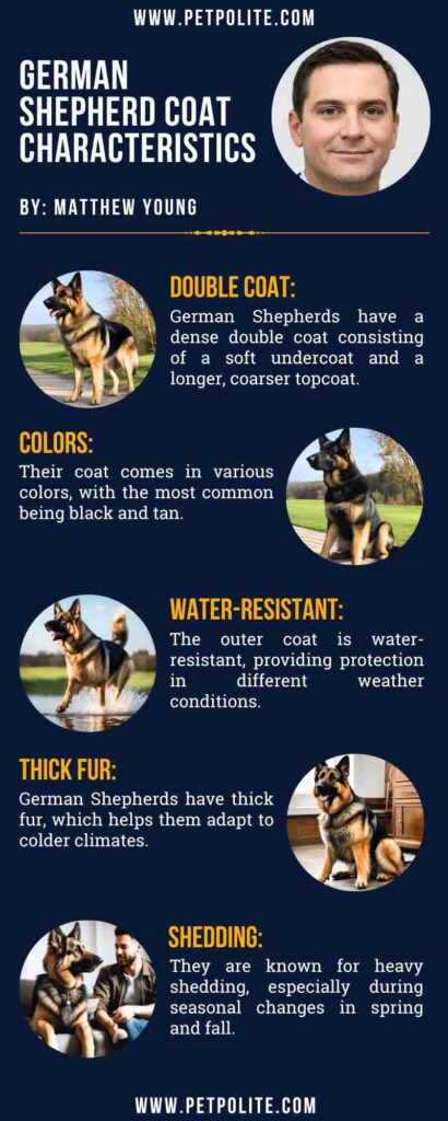 An infographic showing German Shepherd coat characteristics.