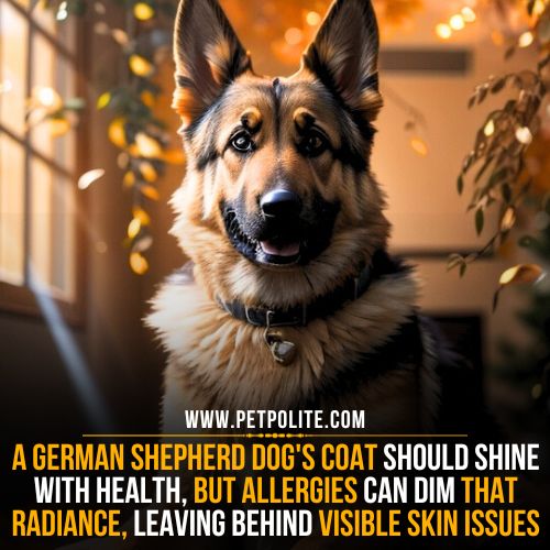 Can grooming improves coat health of your German Shepherd dog?