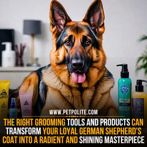 Can grooming make German Shepherd coat shiny?