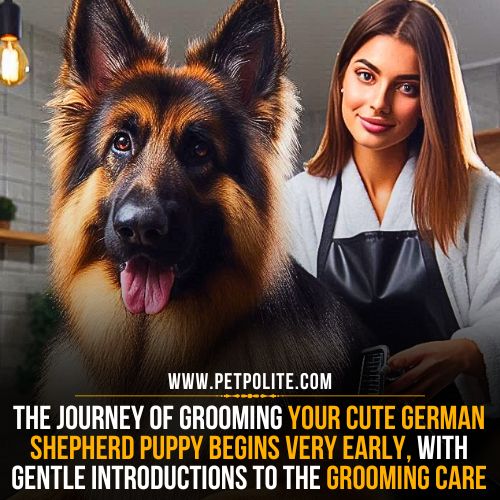When should I start grooming my German Shepherd?