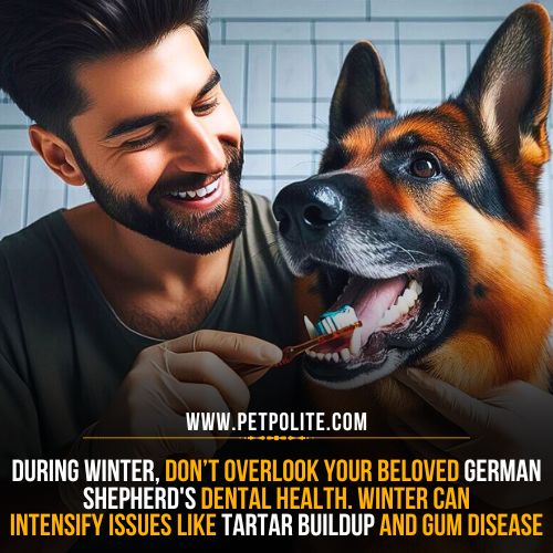 A pet owner cleaning his German Shepherd dog's teeth.