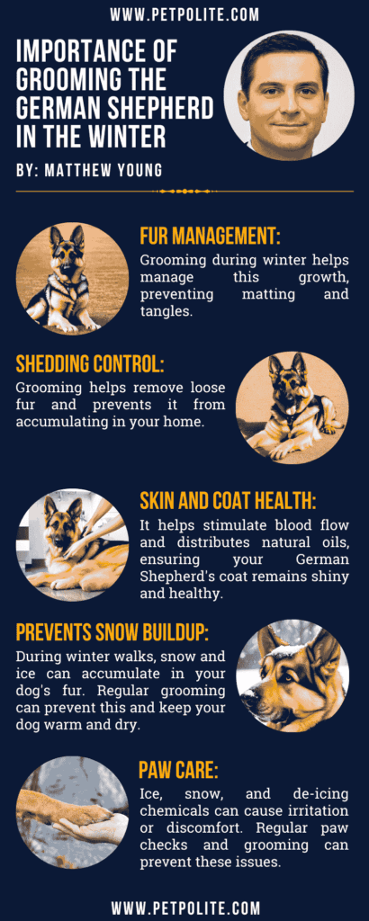 An infographic showing the importance of grooming the German Shepherd in the winter.