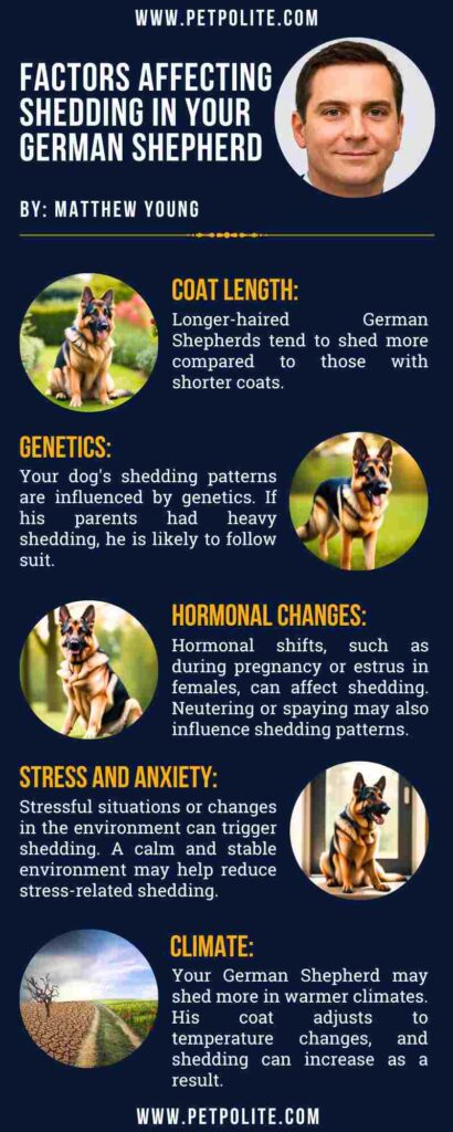 An infographic showing the factors that affect German Shepherd shedding.
