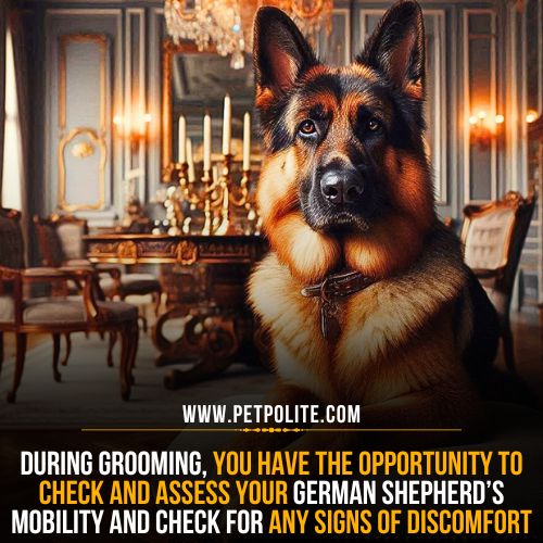 What are the benefits of grooming your German Shepherd dog?