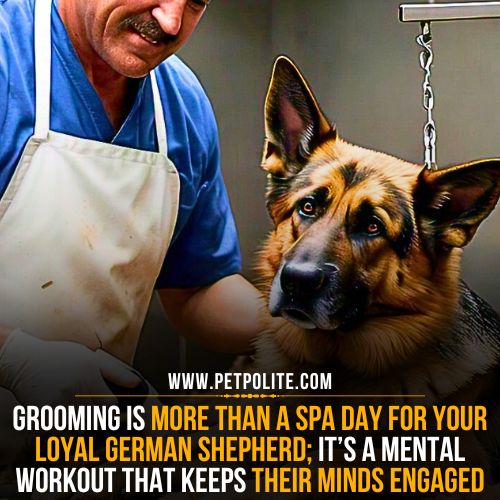 Can grooming be a stress reducer for German Shepherds?