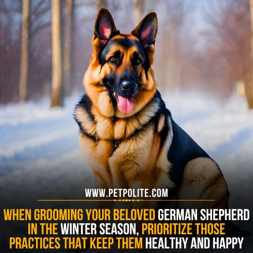 Can I groom my German Shepherd in the winter?