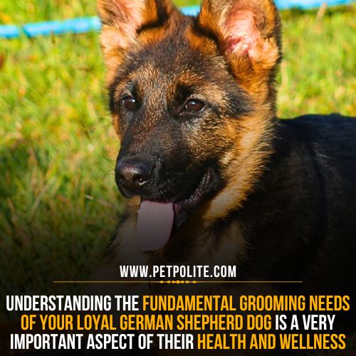 What are German Shepherd grooming requirements?