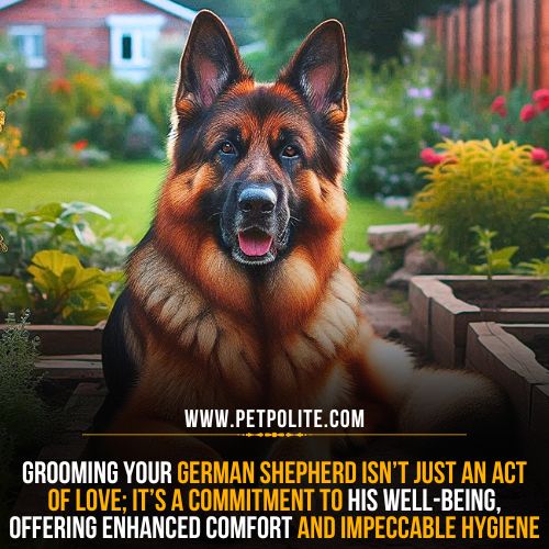 What are the benefits of grooming the German Shepherd dog?