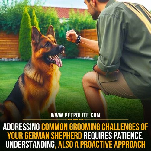 A person owner playing with his German Shepherd.