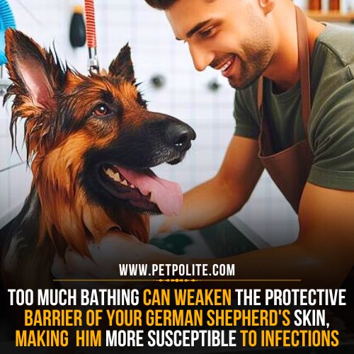 A pet groomer bathing the german shepherd dog in his pet salon.