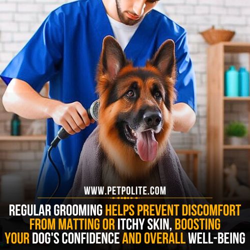 A pet groomer brushing the German Shepherd dog in his pet salon.