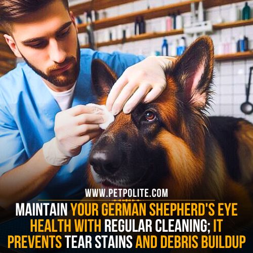 A pet groomer cleaning the eyes of a German Shepherd dog.