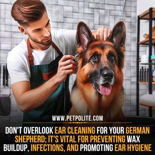A pet groomer cleaning the German Shepherd dog's ears