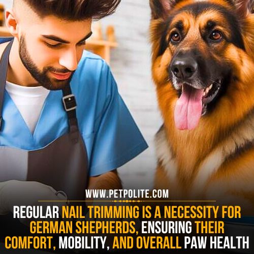 A pet groomer trimming the nails of a German Shepherd dog