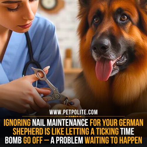 A German Shepherd dog receiving a nail trim from a pet groomer in a salon.