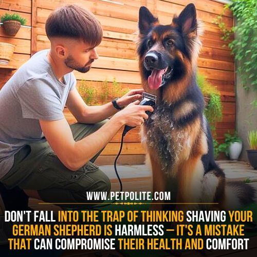 A pet owner shaving the coat of his German Shepherd dog.