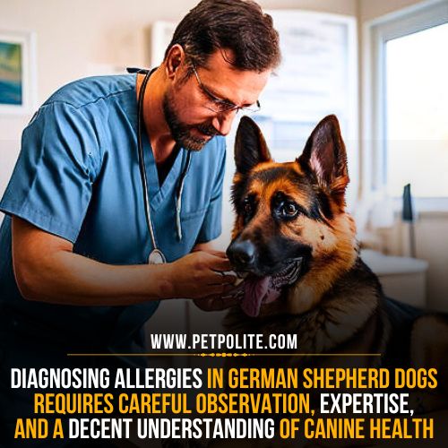 A veterinarian diagnosing German Shepherd allergies, providing expert care and attention to the canine patient.