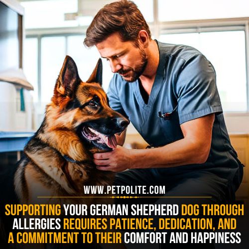 A veterinarian providing treatment for German Shepherd allergies, ensuring the health and well-being of the canine patient.