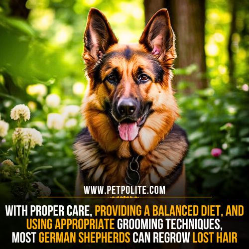 A well-groomed german shepherd dog sitting in a beautiful garden