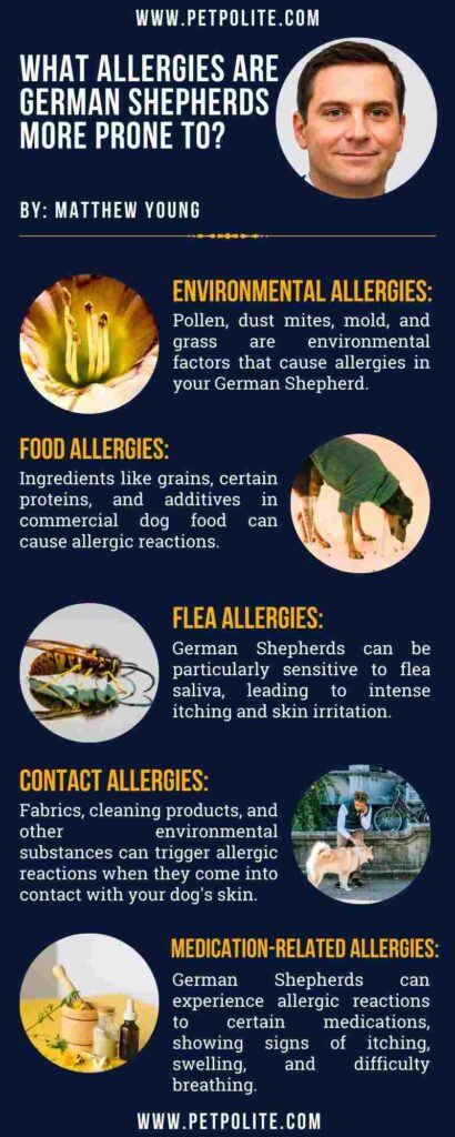 An infographic showing what allergies are german shepherds dogs more prone to