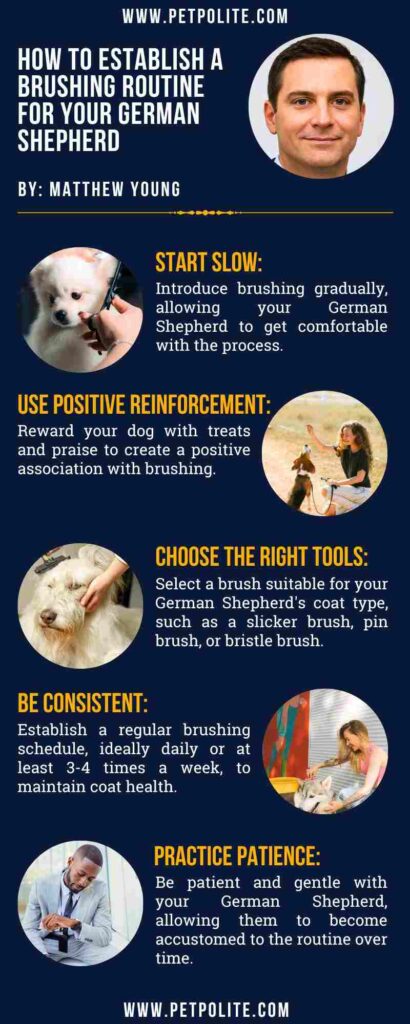 An infographic showing how to establish a brushing routine for german shepherds