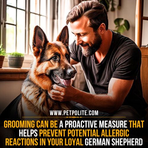 Does grooming cause allergies in german shepherd dogs