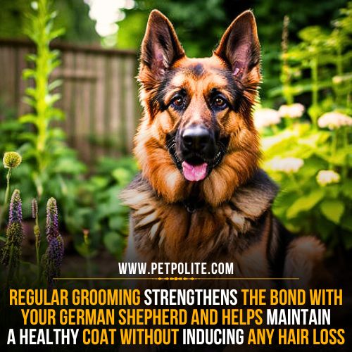 Does grooming cause hair loss in german shepherds