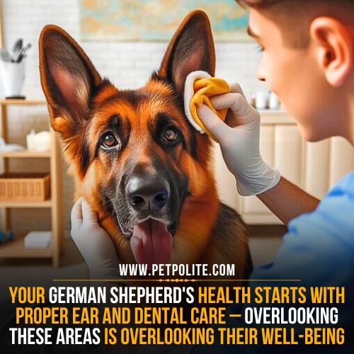 A pet groomer cleaning the german shepherd dog's ears with a soft cloth.