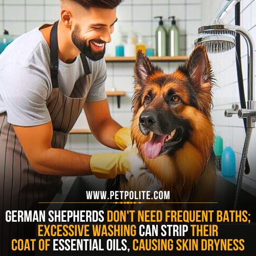 German Shepherd grooming routine