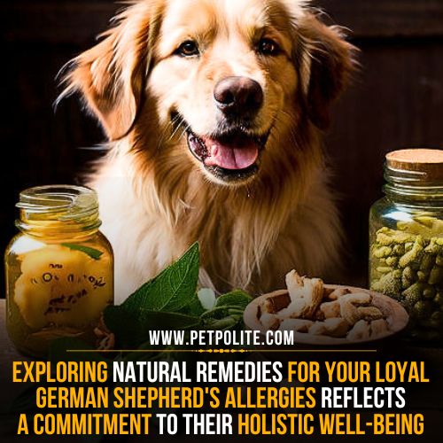 Natural remedies for treating allergies in German Shepherds, showcasing holistic approaches to canine health and well-being.